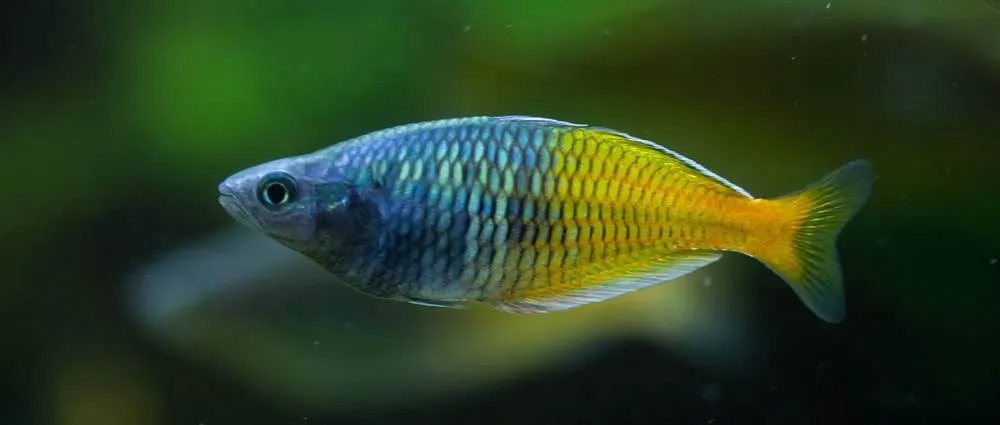 Arc-en-ciel de Boeseman (1)