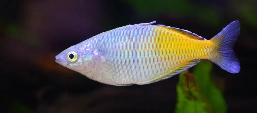 Arc-en-ciel de Boeseman (2)