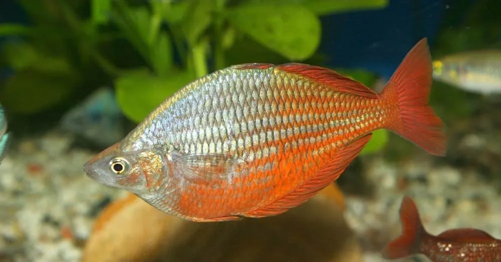 femelle Arc en ciel de Boeseman