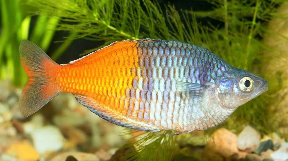 Arc en ciel de Boeseman (3)