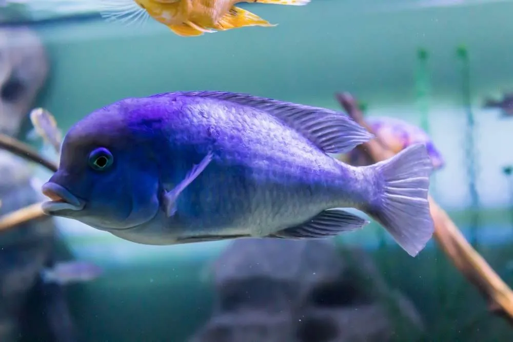 Cyrtocara moorii (1)