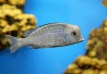 Fiche du poisson Cyrtocara moorii ( Bossu du Malawi ) Cyrtocara moorii (3)