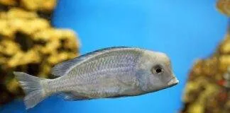 Cyrtocara moorii (3)