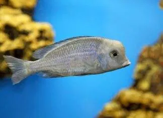 Cyrtocara moorii (3)