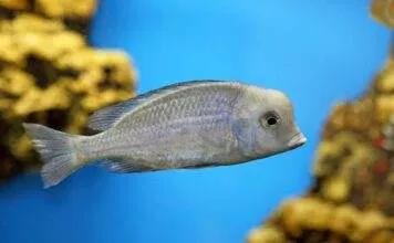 Cyrtocara moorii (3)