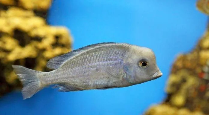 Cyrtocara moorii (3)