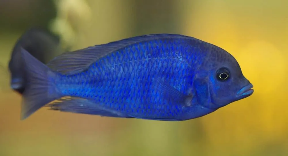 Cyrtocara moorii (4)