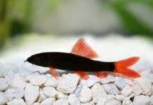 Epalzeorhynchos bicolor