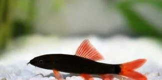 Epalzeorhynchos bicolor