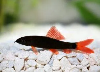 Epalzeorhynchos bicolor