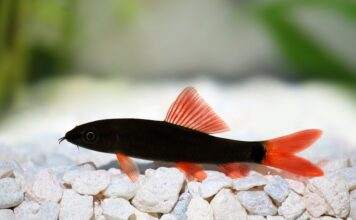 Epalzeorhynchos bicolor