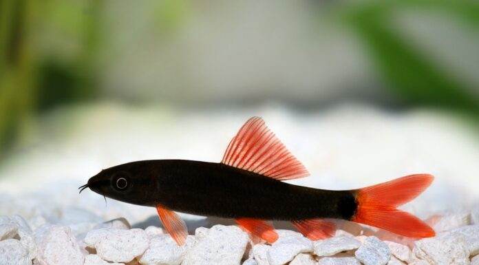Epalzeorhynchos bicolor