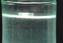 Les anguillule du vinaigre (2)