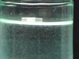 Les anguillule du vinaigre (2)