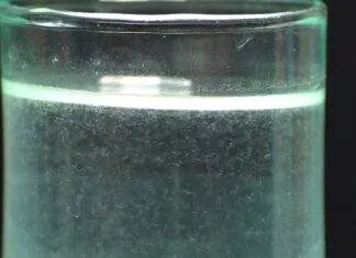 Les anguillule du vinaigre (2)