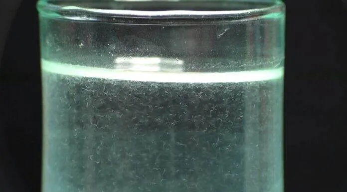 Les anguillule du vinaigre (2)