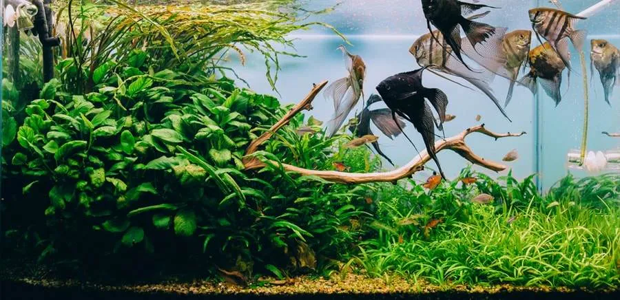 L'importance des plantes pour l'aquarium
