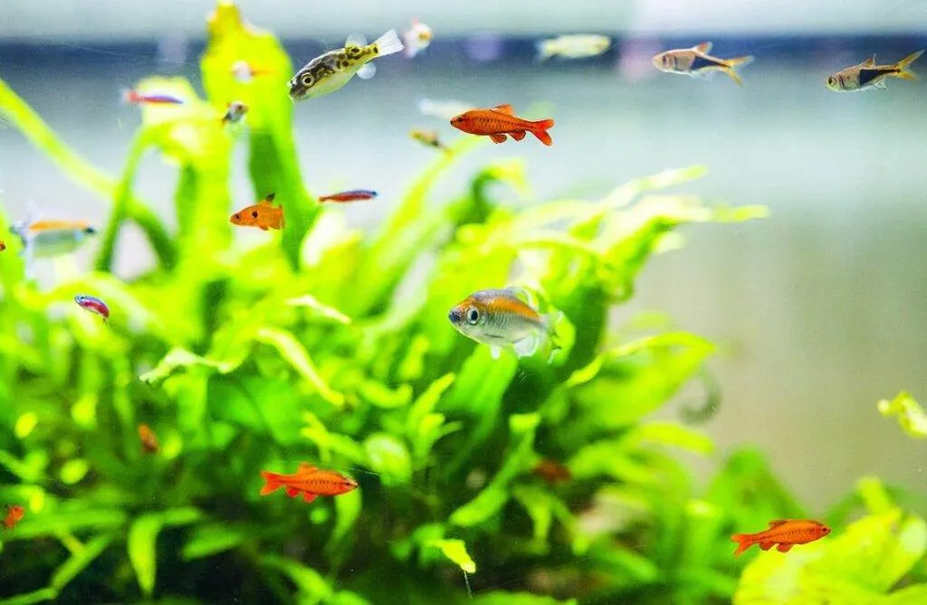 L'importance d'éclairage et des plantes pour l'aquarium