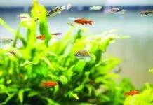 L’importance d’éclairage et des plantes pour l’aquarium L'importance d'éclairage et des plantes pour l'aquarium