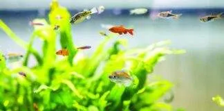 L'importance d'éclairage et des plantes pour l'aquarium