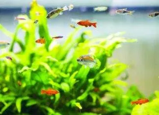 L'importance d'éclairage et des plantes pour l'aquarium