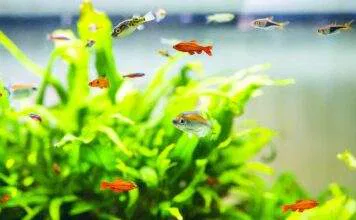 L'importance d'éclairage et des plantes pour l'aquarium