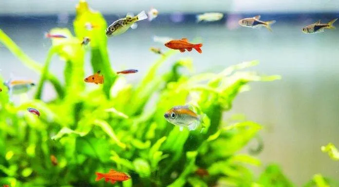 L'importance d'éclairage et des plantes pour l'aquarium