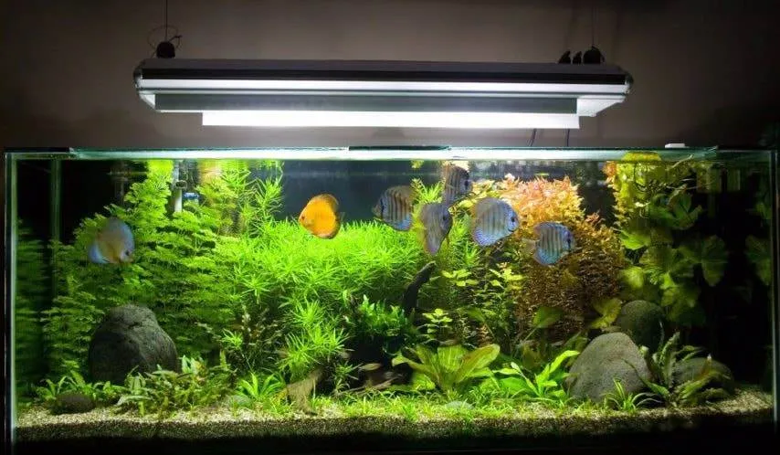 L'importance d'éclairage pour l'aquarium