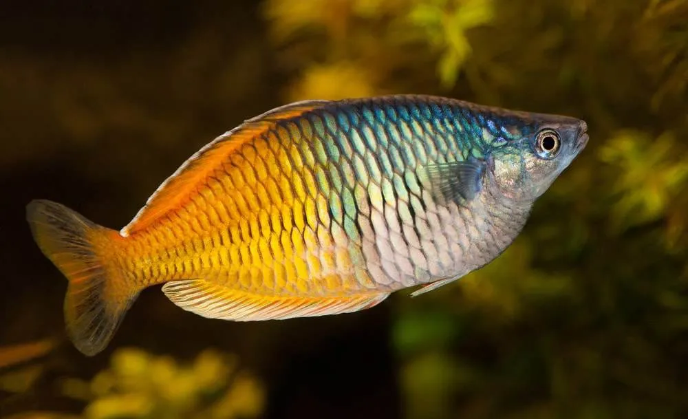 Melanotaenia boesemani (1)