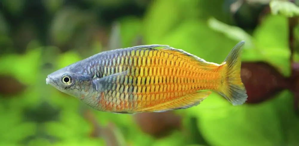 Melanotaenia boesemani (2)