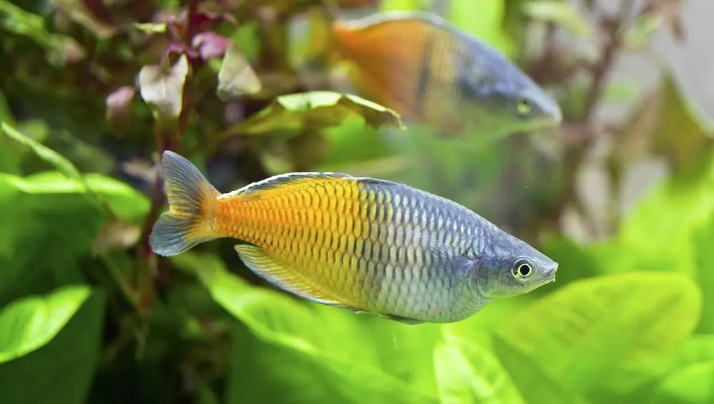 Melanotaenia boesemani (3)