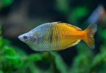 Fiche du poisson Melanotaenia boesemani (Arc en ciel de Boeseman) Melanotaenia boesemani (4)