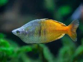 Melanotaenia boesemani (4)