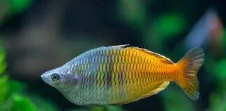 Melanotaenia boesemani (4)