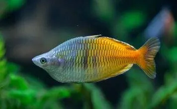 Fiche du poisson Melanotaenia boesemani (Arc en ciel de Boeseman) Melanotaenia boesemani (4)