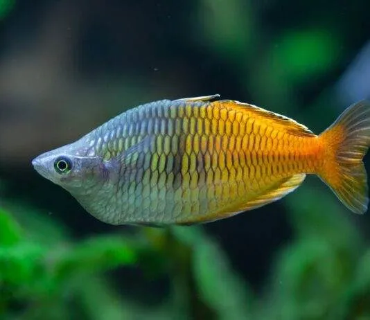 Melanotaenia boesemani (4)