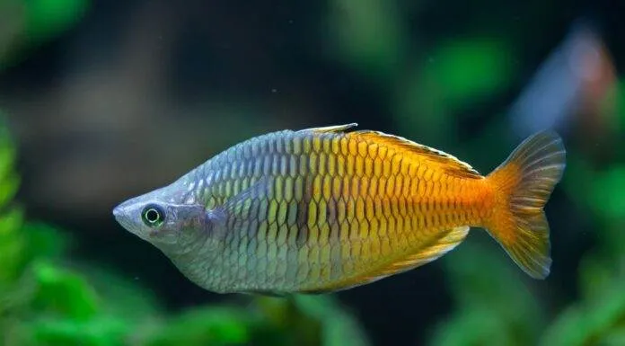 Melanotaenia boesemani (4)