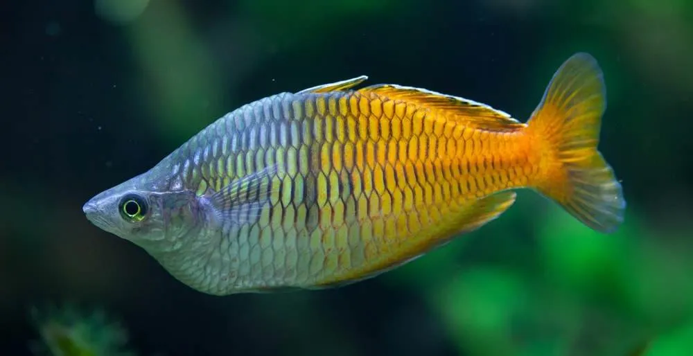 Melanotaenia boesemani (5)