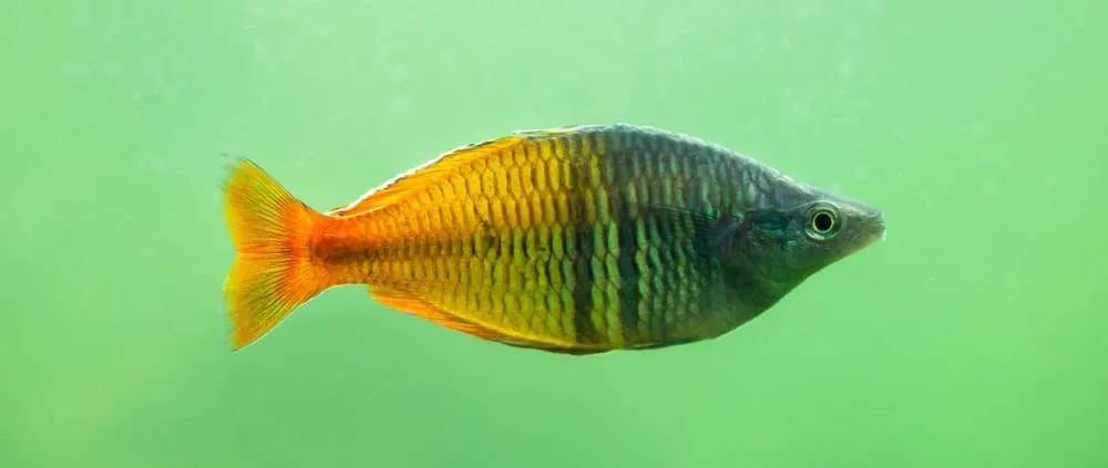 Melanotaenia boesemani (6)