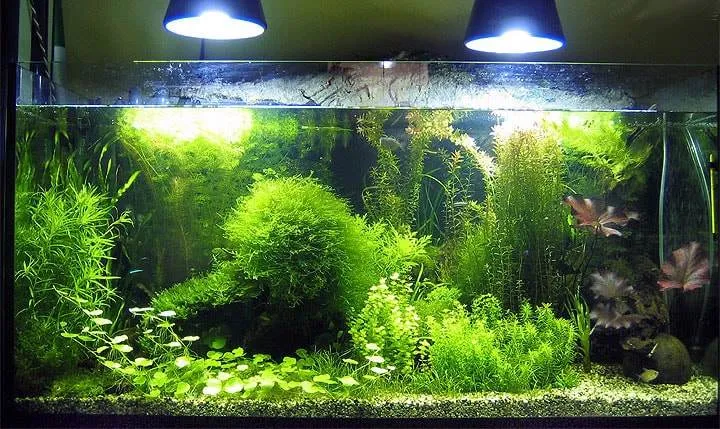 Particularités des plantes aquatiques