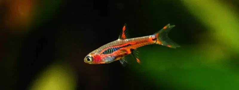 Rasbora orné (1)