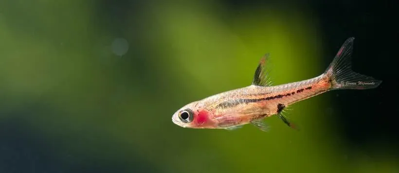 Rasbora orné 2