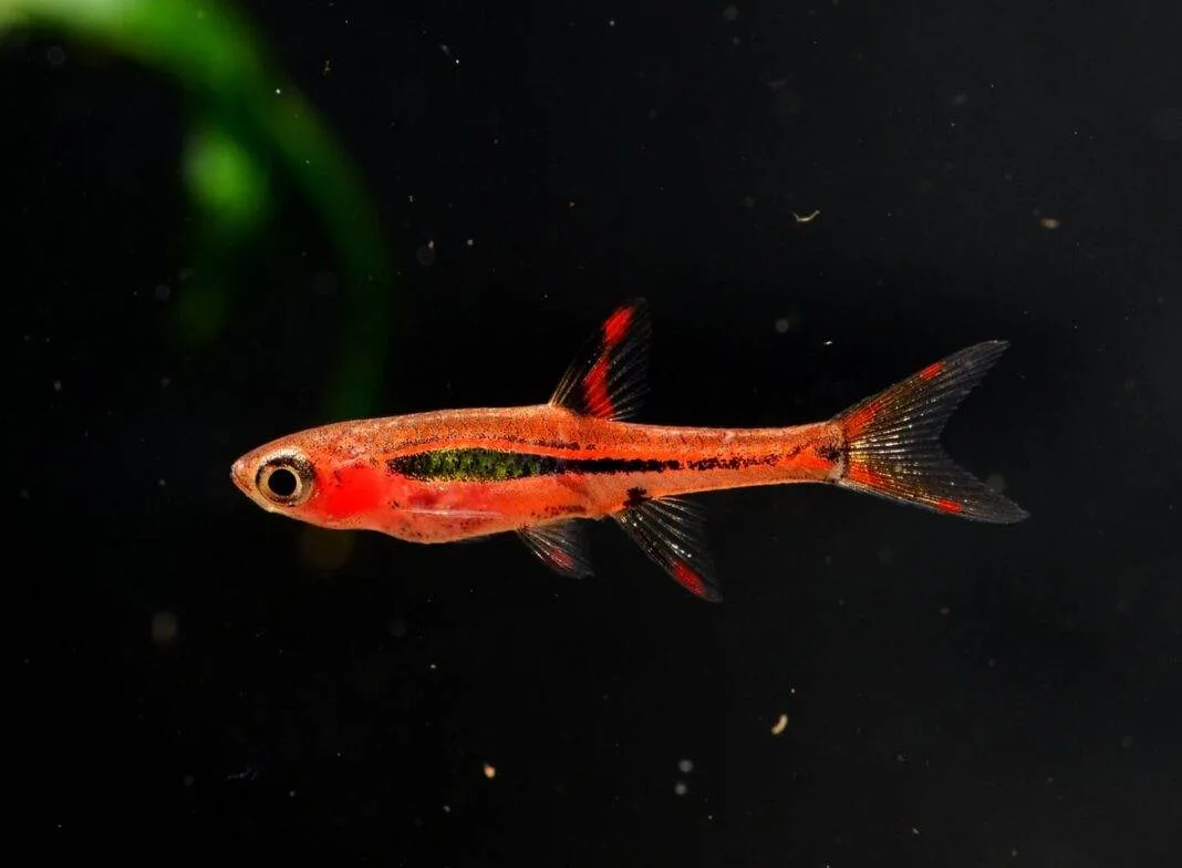 Rasbora orné 3