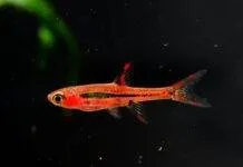 Fiche du poisson Boraras brigittae ( Rasbora orné ) Rasbora orné 3