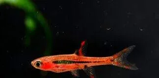 Rasbora orné 3