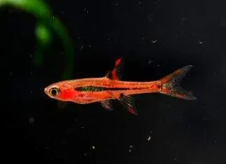 Rasbora orné 3