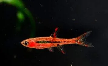 Rasbora orné 3
