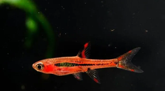 Fiche du poisson Boraras brigittae ( Rasbora orné ) Rasbora orné 3