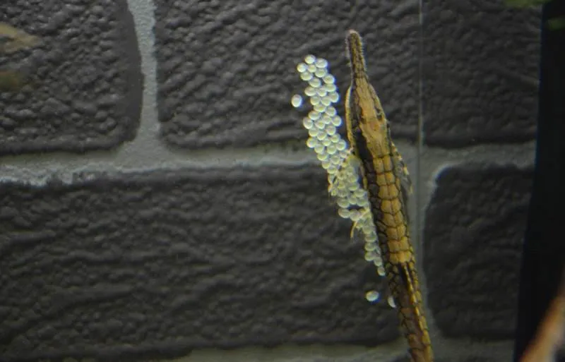 oeufs Farlowella acus