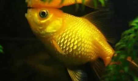 Symptome et Traitement du maladie d'hydropisie (1)